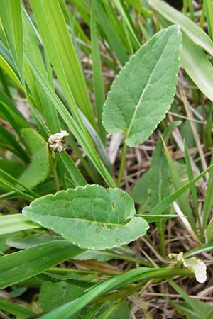 Phyteuma orbiculare \ Kugel-Rapunzel / Round-Headed Rampion, D Grettstadt 1.6.2015