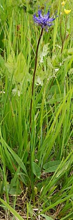 Phyteuma orbiculare / Round-Headed Rampion, D Grettstadt 1.6.2015