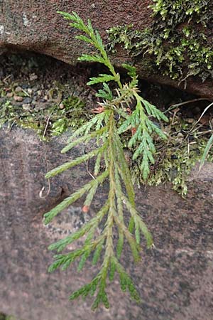 Platycladus orientalis, Oriental Arbor-Vitae