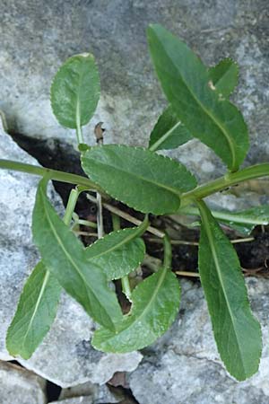 Phyteuma orbiculare \ Kugel-Rapunzel / Round-Headed Rampion, D Pfronten 28.6.2016