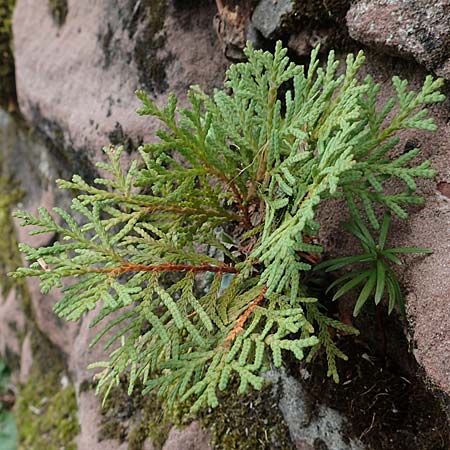 Platycladus orientalis \ Morgenlndischer Lebensbaum, Thuja / Oriental Arbor-Vitae, D Heidelberg 22.9.2017