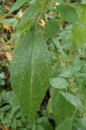 Parietaria officinalis / Common Pellitory-of-the-Wall, D Hemsbach 25.10.2017