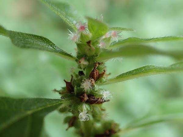 Parietaria officinalis \ Aufrechtes Glaskraut / Common Pellitory-of-the-Wall, D Hemsbach 25.10.2017