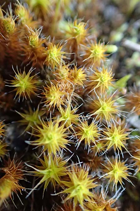 Polytrichum piliferum / Awned Haircap Moss, D Mannheim 16.4.2018