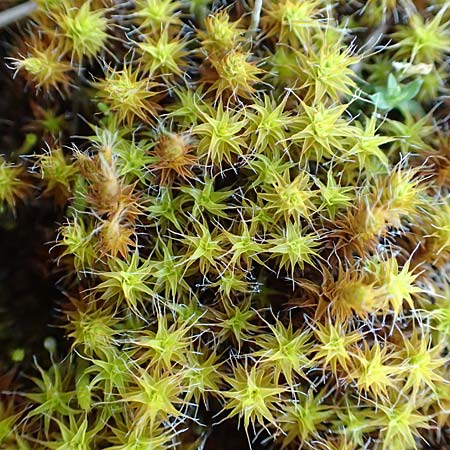 Polytrichum piliferum \ Glashaar-Widertonmoos, Haartragendes Frauenhaarmoos / Awned Haircap Moss, D Mannheim 16.4.2018