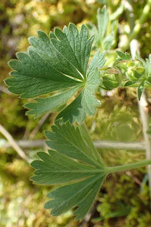 Potentilla incana \ Sand-Fingerkraut, D Seeheim an der Bergstraße 16.4.2018