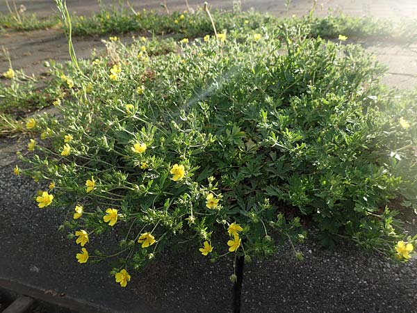 Potentilla collina s.l. \ Hgel-Fingerkraut / Palmleaf Cinquefoil, D Mannheim 29.4.2018