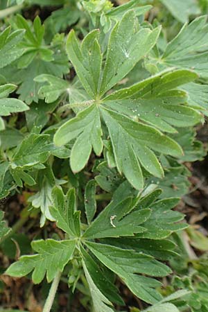 Potentilla collina s.l. \ Hgel-Fingerkraut, D Mannheim 29.4.2018