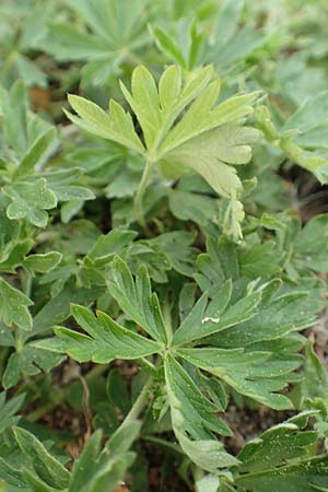 Potentilla collina s.l. \ Hgel-Fingerkraut / Palmleaf Cinquefoil, D Mannheim 29.4.2018