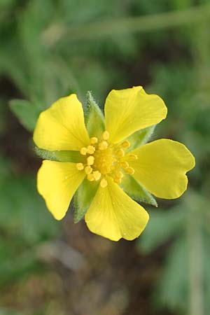 Potentilla collina s.l. \ Hgel-Fingerkraut / Palmleaf Cinquefoil, D Mannheim 29.4.2018