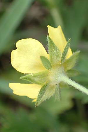 Potentilla collina s.l. \ Hgel-Fingerkraut / Palmleaf Cinquefoil, D Mannheim 29.4.2018