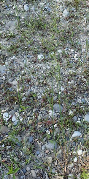 Poa palustris \ Sumpf-Rispengras / Swamp Meadow Grass, D Hartheim 5.6.2018