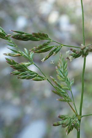 Poa palustris \ Sumpf-Rispengras / Swamp Meadow Grass, D Hartheim 5.6.2018