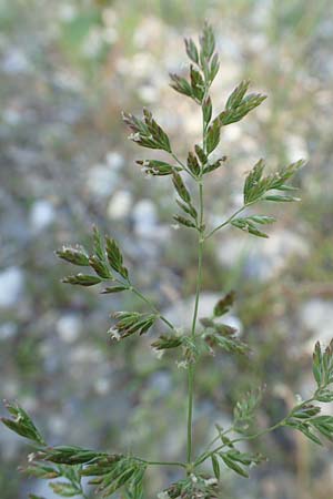 Poa palustris \ Sumpf-Rispengras / Swamp Meadow Grass, D Hartheim 5.6.2018