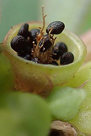 Portulaca granulatostellulata / Granulate-Stellate Purslane, D Bochum 23.8.2018