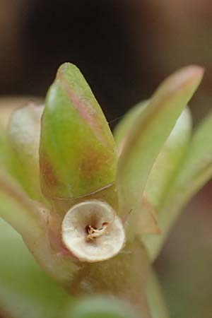 Portulaca granulatostellulata \ Granuliertsterniger Portulak, D Stuttgart 1.9.2018