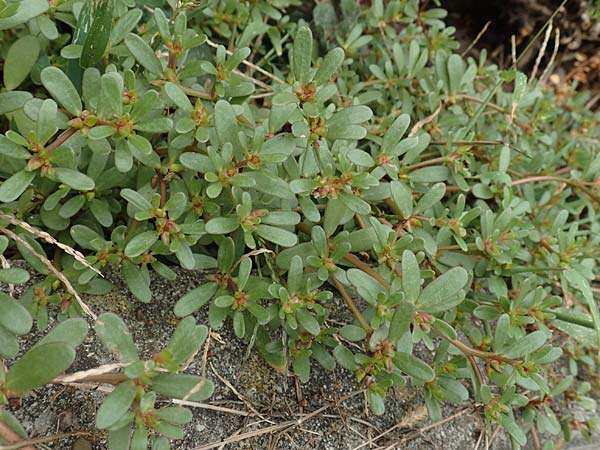 Portulaca granulatostellulata / Granulate-Stellate Purslane, D Stuttgart 1.9.2018