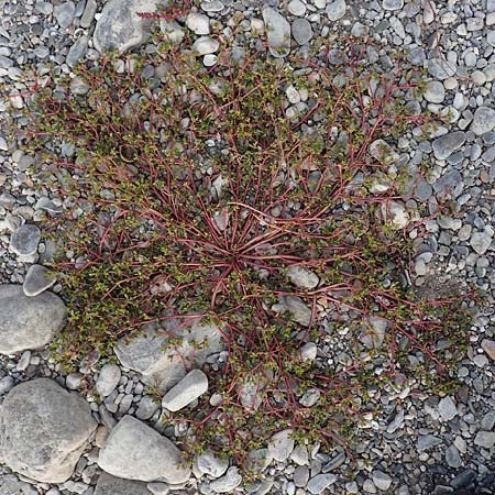 Portulaca granulatostellulata / Granulate-Stellate Purslane, D Köln-Langel 6.10.2018