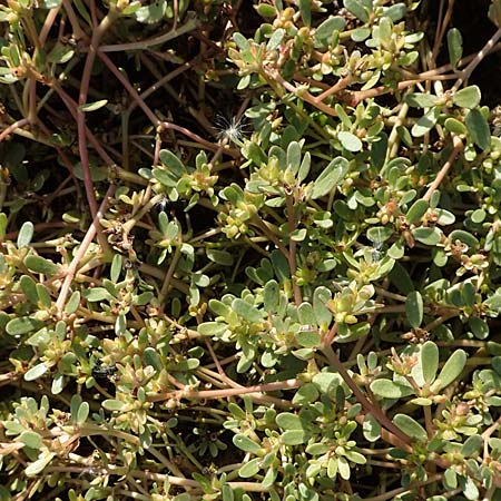 Portulaca granulatostellulata \ Granuliertsterniger Portulak / Granulate-Stellate Purslane, D Maxdorf 18.10.2018