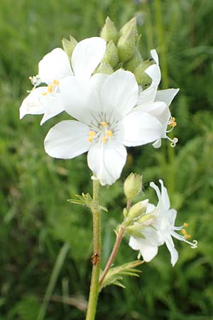 Polemonium caeruleum \ Blaue Himmelsleiter, Sperrkraut, D Sundern 14.6.2019