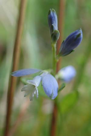 Polygala amarella ? \ Sumpf-Kreuzblume, Sumpf-Kreuzblmchen / Dwarf Milkwort, D Rosenthal 15.6.2019