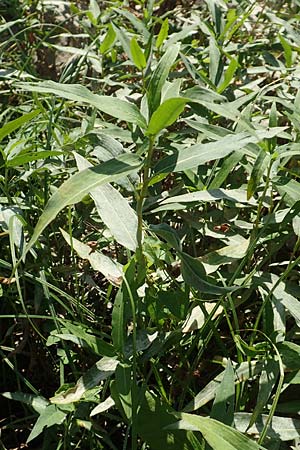 Persicaria amphibia \ Wasser-Knterich / Water Knotweed, Willow Grass, D Mannheim 15.9.2019