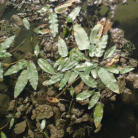 Persicaria amphibia \ Wasser-Knöterich / Water Knotweed, Willow Grass, D Mannheim 15.9.2019