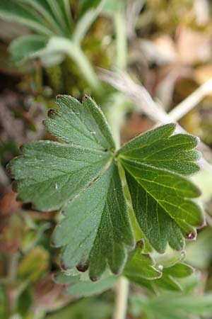 Potentilla incana / Sand Cinquefoil, D Schwetzingen 3.4.2020