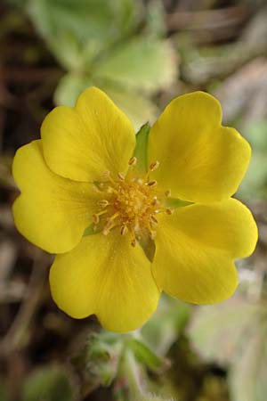 Potentilla incana \ Sand-Fingerkraut, D Schwetzingen 3.4.2020