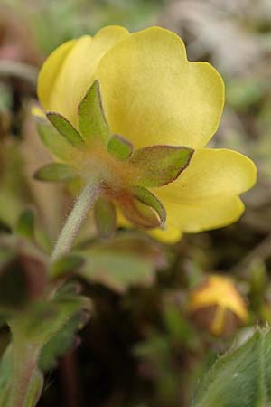 Potentilla incana \ Sand-Fingerkraut / Sand Cinquefoil, D Schwetzingen 3.4.2020