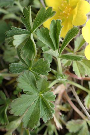 Potentilla incana \ Sand-Fingerkraut / Sand Cinquefoil, D Schwetzingen 3.4.2020