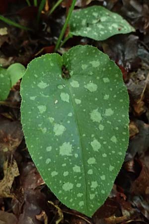 Pulmonaria officinalis \ Echtes Lungenkraut / Lungwort, D Neumarkt (Oberpfalz) 2.7.2021