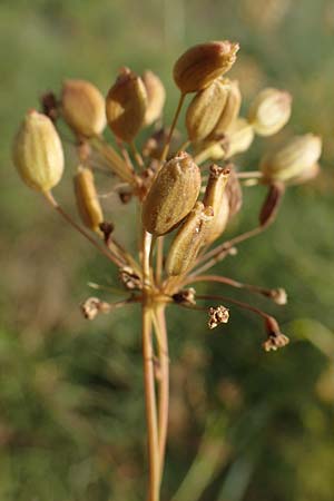 Peucedanum officinale \ Arznei-Haarstrang / Hog's Fennel, D Schifferstadt 12.8.2022