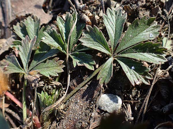 Potentilla collina s.l. / Palmleaf Cinquefoil, D Mannheim 21.2.2023