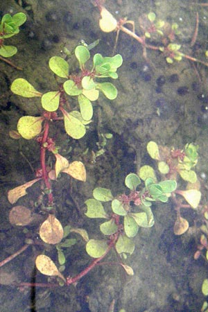 Lythrum portula / Water Purslane, D Babenhausen 11.8.2007