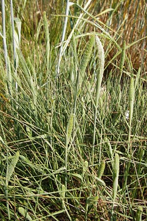 Phleum phleoides \ Steppen-Lieschgras / Boehmer's Cat's-Tail, D Alsenz 6.6.2015