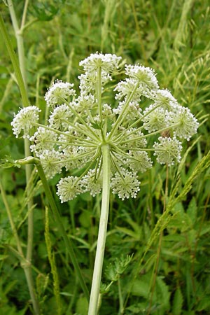 Peucedanum palustre \ Sumpf-Haarstrang, D Grettstadt 18.7.2015