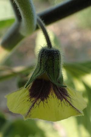 Physalis peruviana \ Kap-Stachelbeere, Andenbeere, D Mannheim 9.9.2015