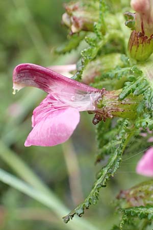 Pedicularis palustris \ Sumpf-Lusekraut / Marsh Lousewort, D Pfronten 9.6.2016