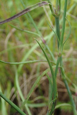 Petrorhagia prolifera \ Sprossende Felsennelke, Sprossendes Nelkenkpfchen / Proliferous Pink, D Weinheim an der Bergstraße 19.6.2016