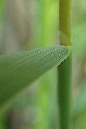 Phleum phleoides \ Steppen-Lieschgras / Boehmer's Cat's-Tail, D Bensheim 24.6.2016