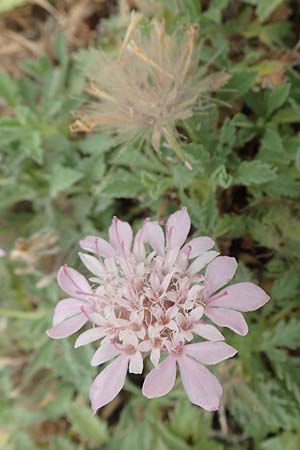 Pterocephalus pinardi / Pinard's Scabious, D Botan. Gar.  Universit.  Tübingen 3.9.2016