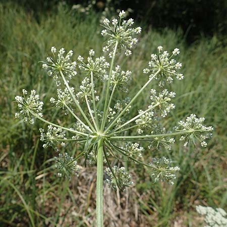 Peucedanum palustre \ Sumpf-Haarstrang, D Bienwaldmühle 8.7.2017