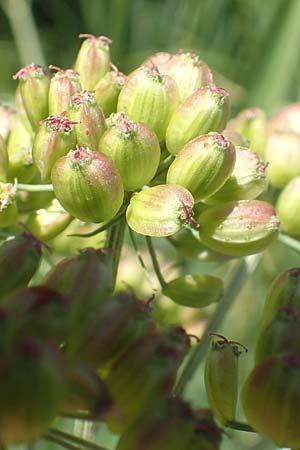 Peucedanum palustre / Marsh Hog's Parsley, Milk Parsley, D Bienwaldmühle 8.7.2017