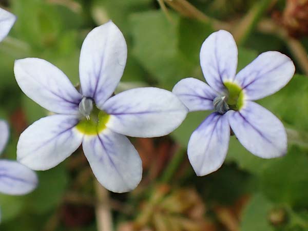 Lobelia pedunculata \ Blauer Bubikopf, Gestielte Teppich-Lobelie / Blue Star Creeper, Trailing Pratia, D Mönchengladbach 13.6.2018