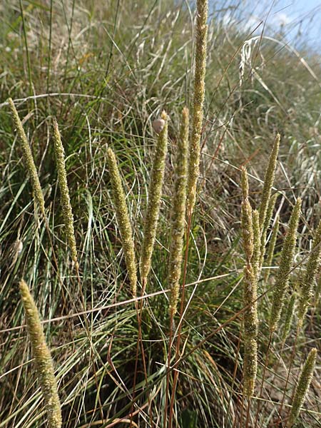 Phleum phleoides \ Steppen-Lieschgras / Boehmer's Cat's-Tail, D Kaiserstuhl,  Burkheim 25.6.2018