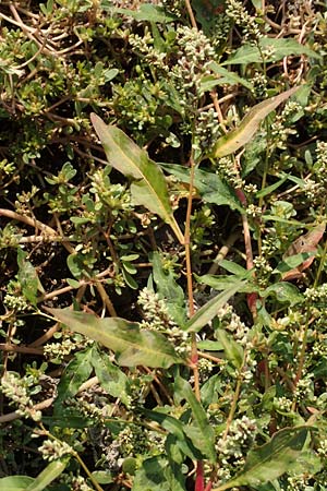 Persicaria lapathifolia subsp. pallida \ Acker-Ampfer-Knterich, D Maxdorf 18.10.2018