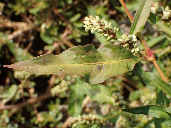 Persicaria lapathifolia subsp. pallida \ Acker-Ampfer-Knterich / Pale Persicaria, D Maxdorf 18.10.2018