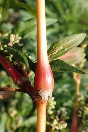 Persicaria lapathifolia subsp. pallida \ Acker-Ampfer-Knterich / Pale Persicaria, D Maxdorf 18.10.2018