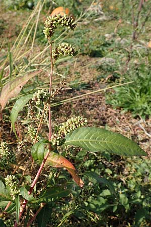 Persicaria lapathifolia subsp. pallida \ Acker-Ampfer-Knterich / Pale Persicaria, D Maxdorf 18.10.2018